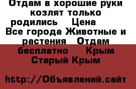 Отдам в хорошие руки козлят.только родились. › Цена ­ 20 - Все города Животные и растения » Отдам бесплатно   . Крым,Старый Крым